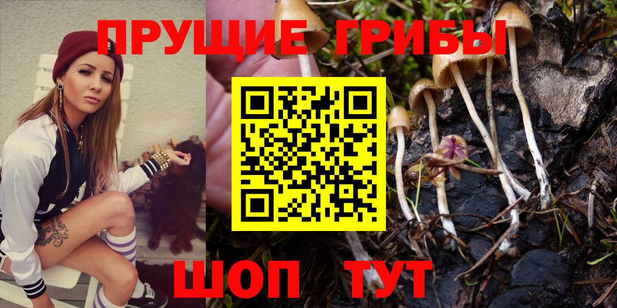 Ачинск  даркнет сайт  Вход с VPN  Псилоцибиновые грибы Psilocybe 